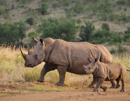 August 2025 African Proverb of the Month The rhinoceros that has babies is not bitten on her legs. Sukuma (Tanzania) Proverb