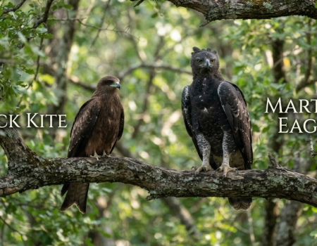 September 2026 African Proverb of the Month Let the kite perch and let the eagle perch; whoever says the other should not perch, let its wing break Igbo (Nigeria) Proverb